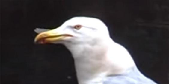 seagull2.jpg