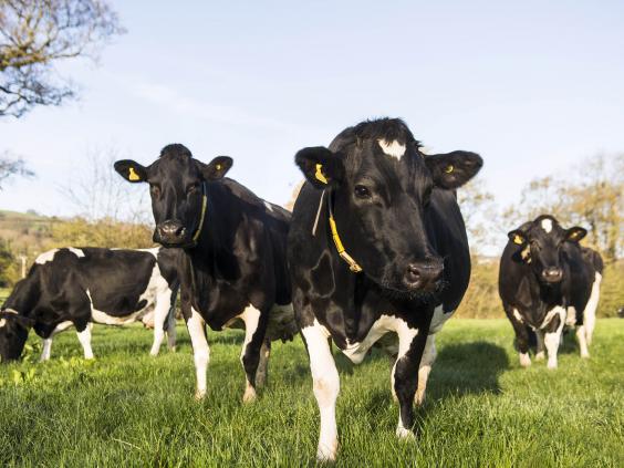 Organic September: Why dairy is a good place to start | The Independent