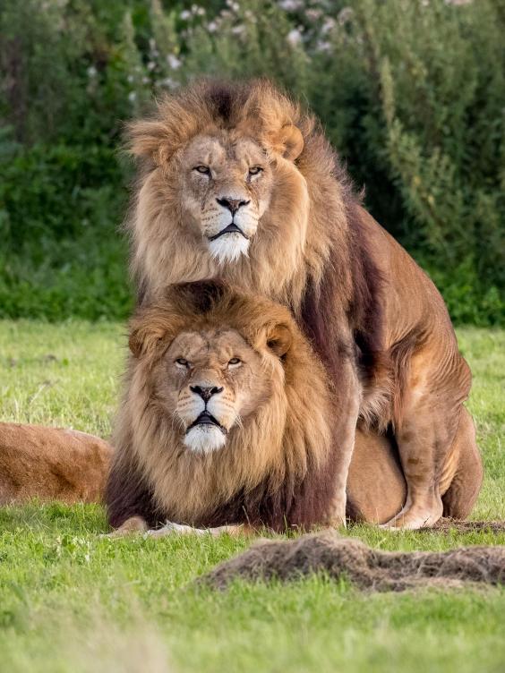 Gay pride: Two male lions seen 'mating' at wildlife…