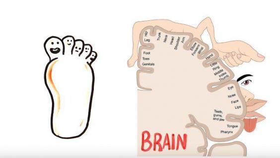 foot fetish brain