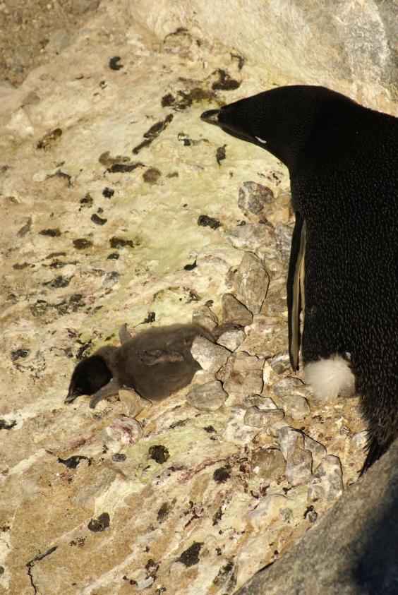 Thousands of tiny baby Adélie penguin starve to death as changing ...