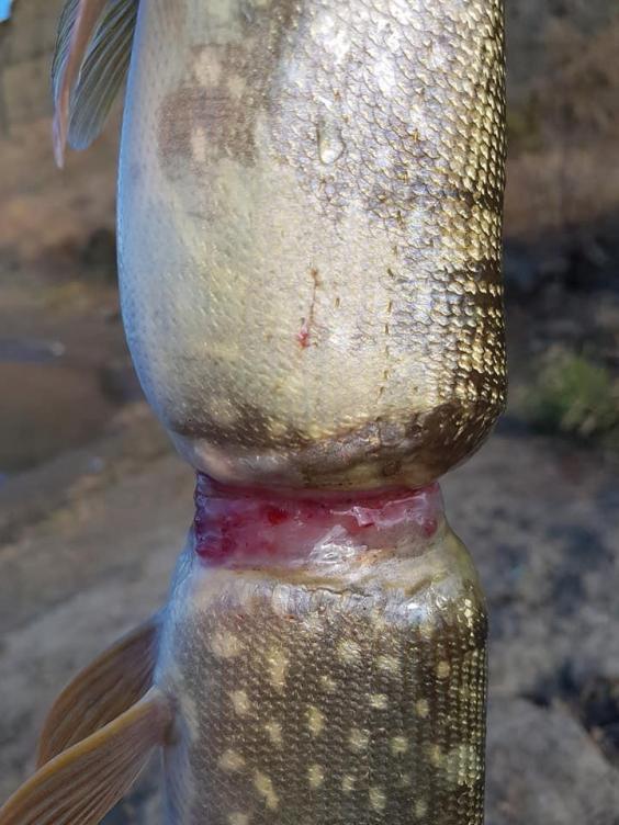 fish3.jpg fish3.jpg