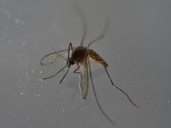 mosquito-fly.jpg