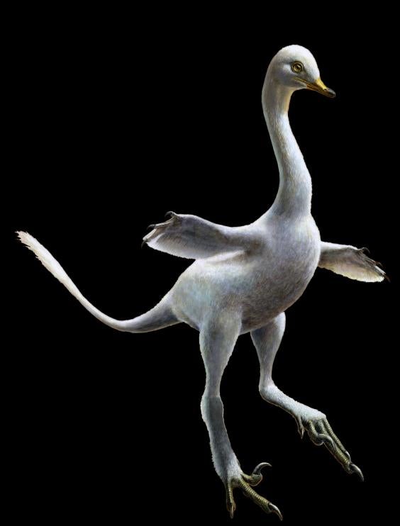 halszkaraptor-lukas-panzarin.jpg