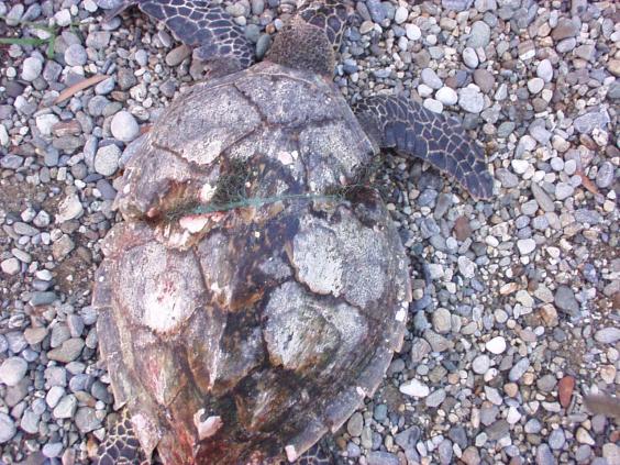 turtle-plastic-3.jpg