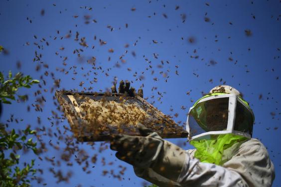 bee-population-decline.jpg