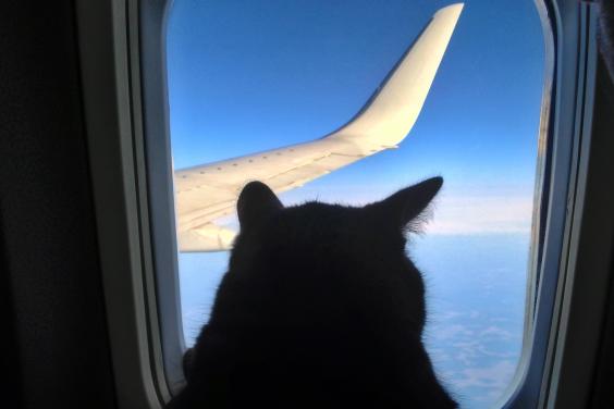 Strangest emotional support animals taken on planes from 