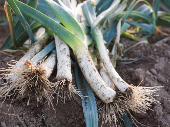 leeks.jpg