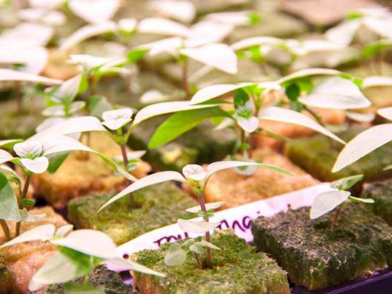 City farmers are learning to grow food without soil or ...