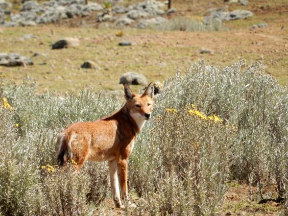 bale-mountains-national-park-ethiopian-wolf-4-credit-ella-buchan.jpg