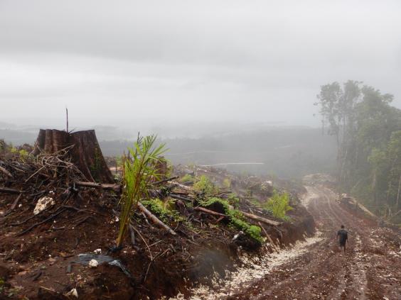 Papua-Logging-1.jpg