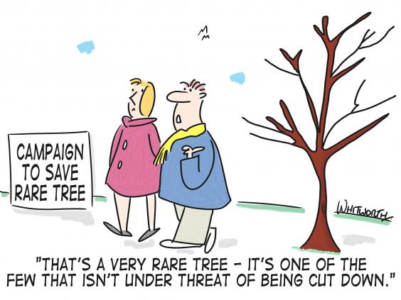 sheffield-tree-cartoon.jpg