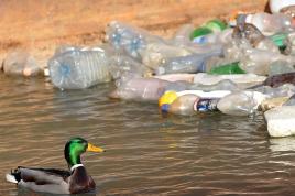 duck-plastic-bottle.jpg