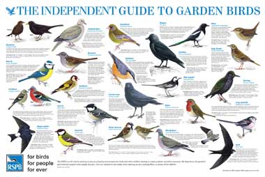 Bird Identification Chart