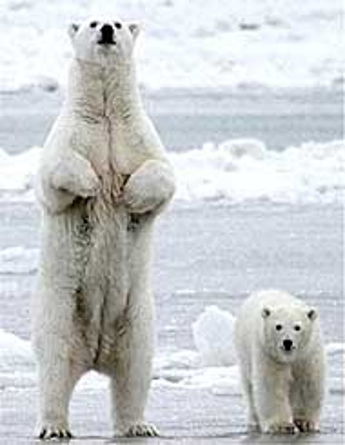 Scientists Stunned: What Polar Bears Say About Toxic Arctic. - 6r0cvbz