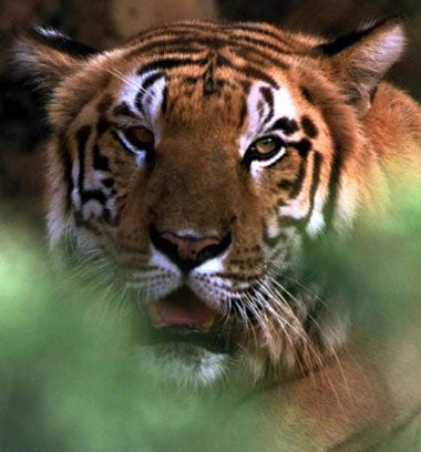 Before independence India had some 40,000 tigers. Today there are approximately 3,700