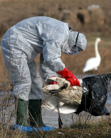 On Europe's swan lakes, the march of bird flu continues