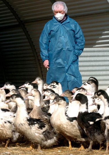 A vet inspects a duck farm in southwestern France