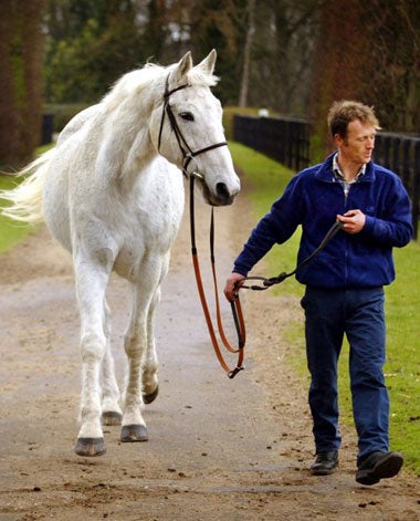 Desert Orchid on his 27th birthday at Newmarket