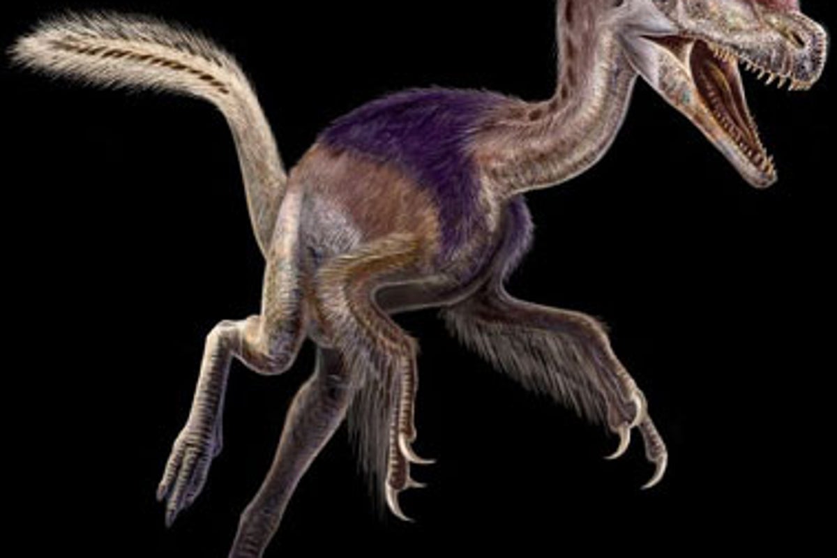 Father of Tyrannosaurus is unearthed in China | The Independent | The ...