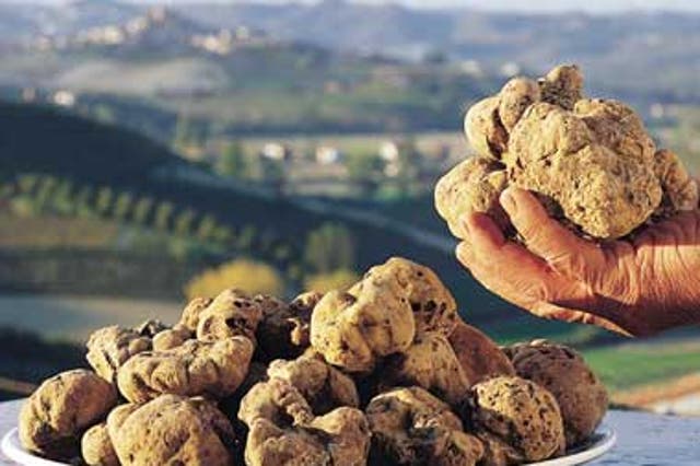 White gold: the region is famous for its tartufo bianco