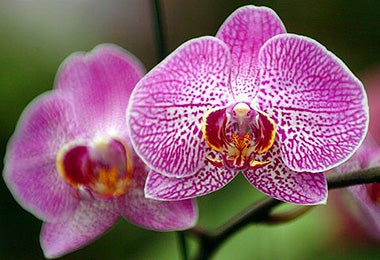 The sheer number and complexity of orchid species has fascinated humans for centuries