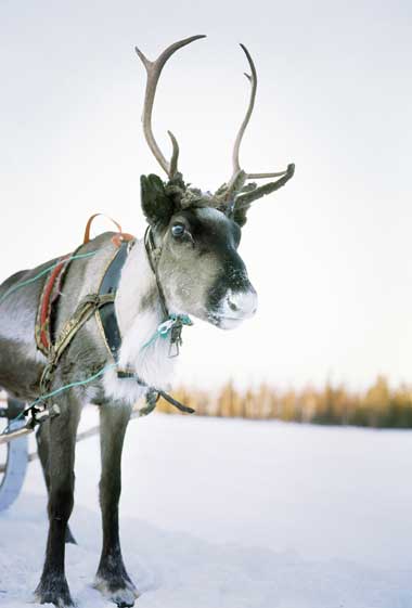 Take a trip on a sleigh pulled by reindeer