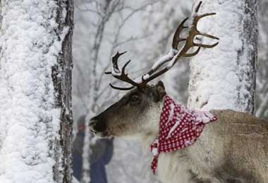 The complete guide to the festive north