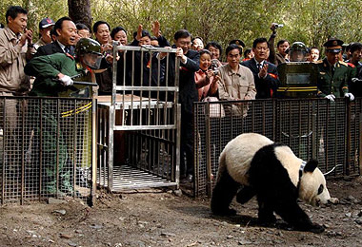 National Zoo's panda program ending after more than 50 years as China looks  elsewhere