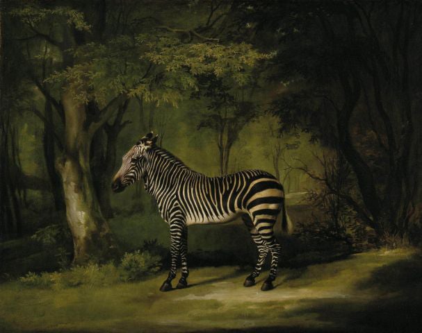 Quietly posed: ‘Zebra’ by George Stubbs