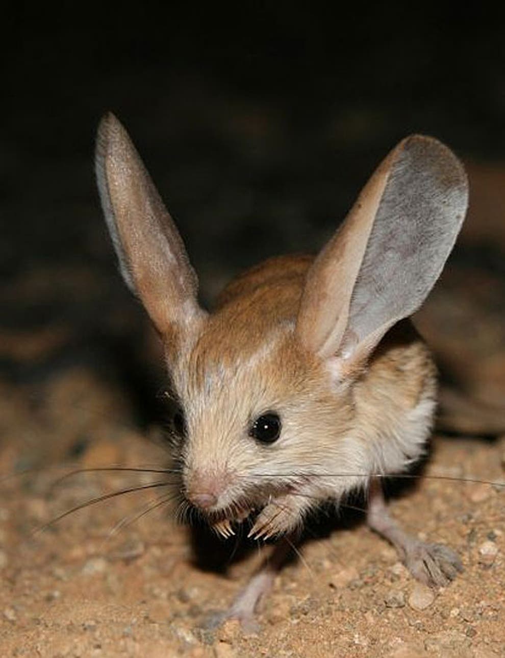 Did you hear the one about the long-eared jerboa? It's been