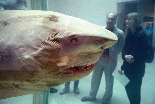 Damien Hirst's 'The Physical Impossibility of Death in the Mind of Someone Living' aka 'the shark'.