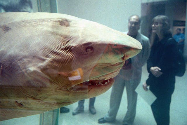 Damien Hirst's 'The Physical Impossibility of Death in the Mind of Someone Living' aka 'the shark'.