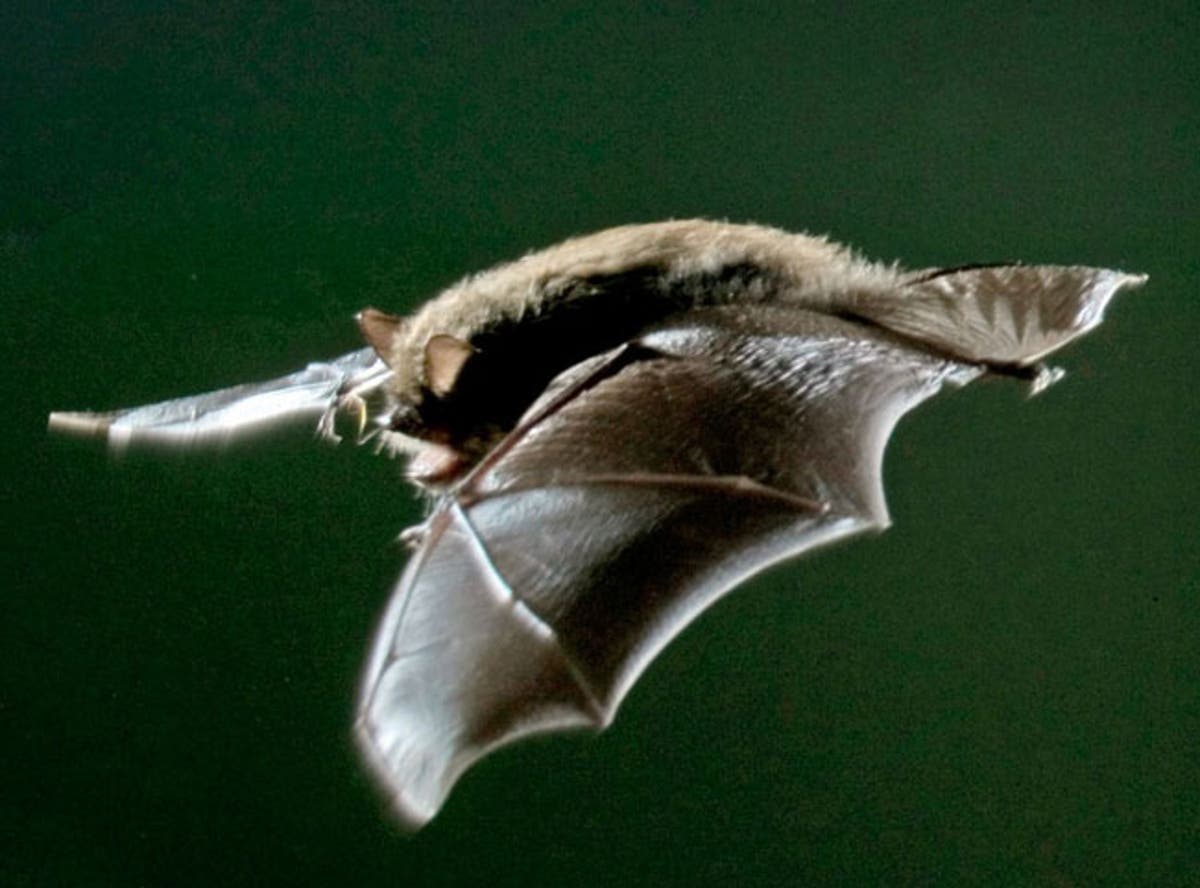 Wildlife trusts fix hedges to give bats 'air corridors' | The ...