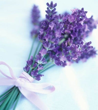 Lavender flowers may help with insomnia