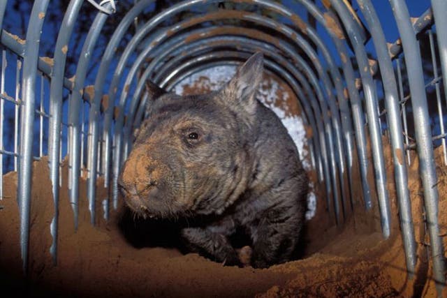 Critically endangered: The Northern hairy-nosed Wombat © Alamy