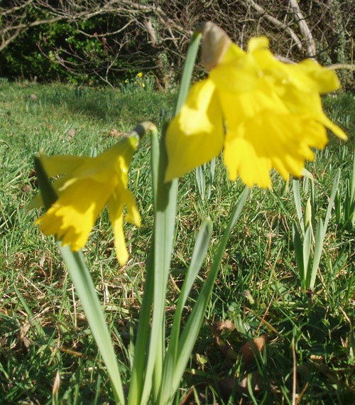 In 25 years the average date that daffodils open has come forward 16 days