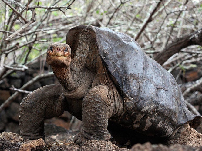 Lonesome George, whose failed efforts to produce offspring made him a symbol of disappearing species, has been found dead