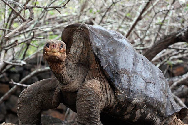 Lonesome George, whose failed efforts to produce offspring made him a symbol of disappearing species, has been found dead
