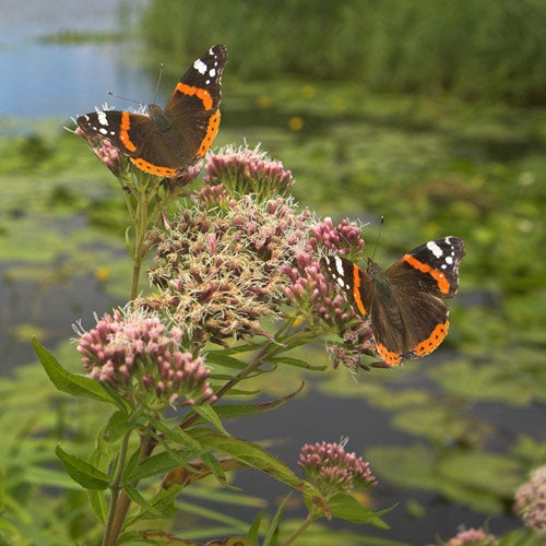 Red Admiral: &quot;real proof that the climate is changing&quot;