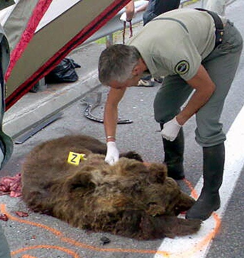 Franska, a Slovenian bear released in the Pyrenees, was killed in a road accident last year
