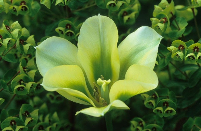 Best of buds: a striking Spring Green tulip surrounded by green euphorbia © Jonathan Buckley