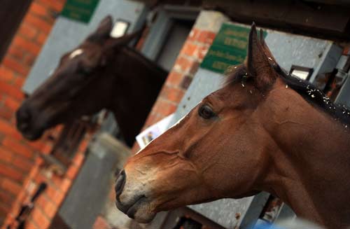 Denman (left) and Kauto Star will go head to head in the Gold Cup