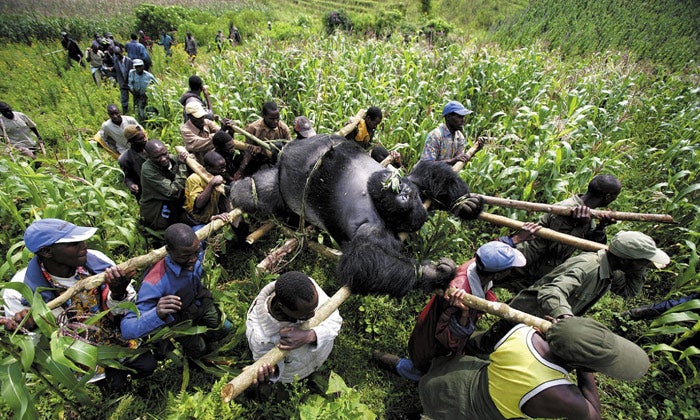 The gorillas found dead in Virunga National Park, Congo, were allegedly killed on the orders of its director