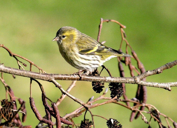 Despite an overall drop in garden birds, species such as the siskin (above), collared dove and brambling are increasing