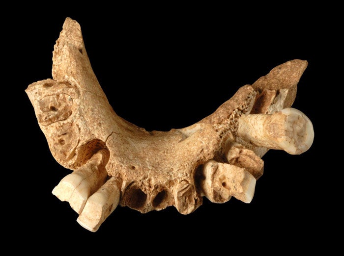 The jawbone, including some teeth, was found at Sima del Elefante, inAtapuerca, near stone tools and animal bones bearing cut marks