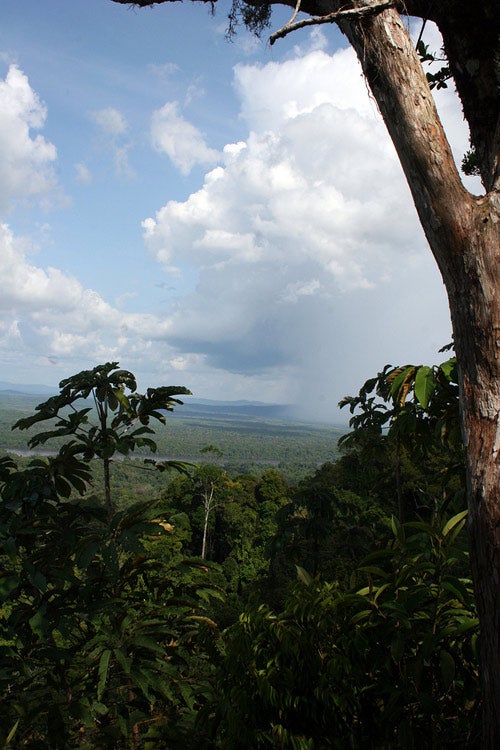 The Iwokrama reserve, part of one of the last four intact rainforestsin the world