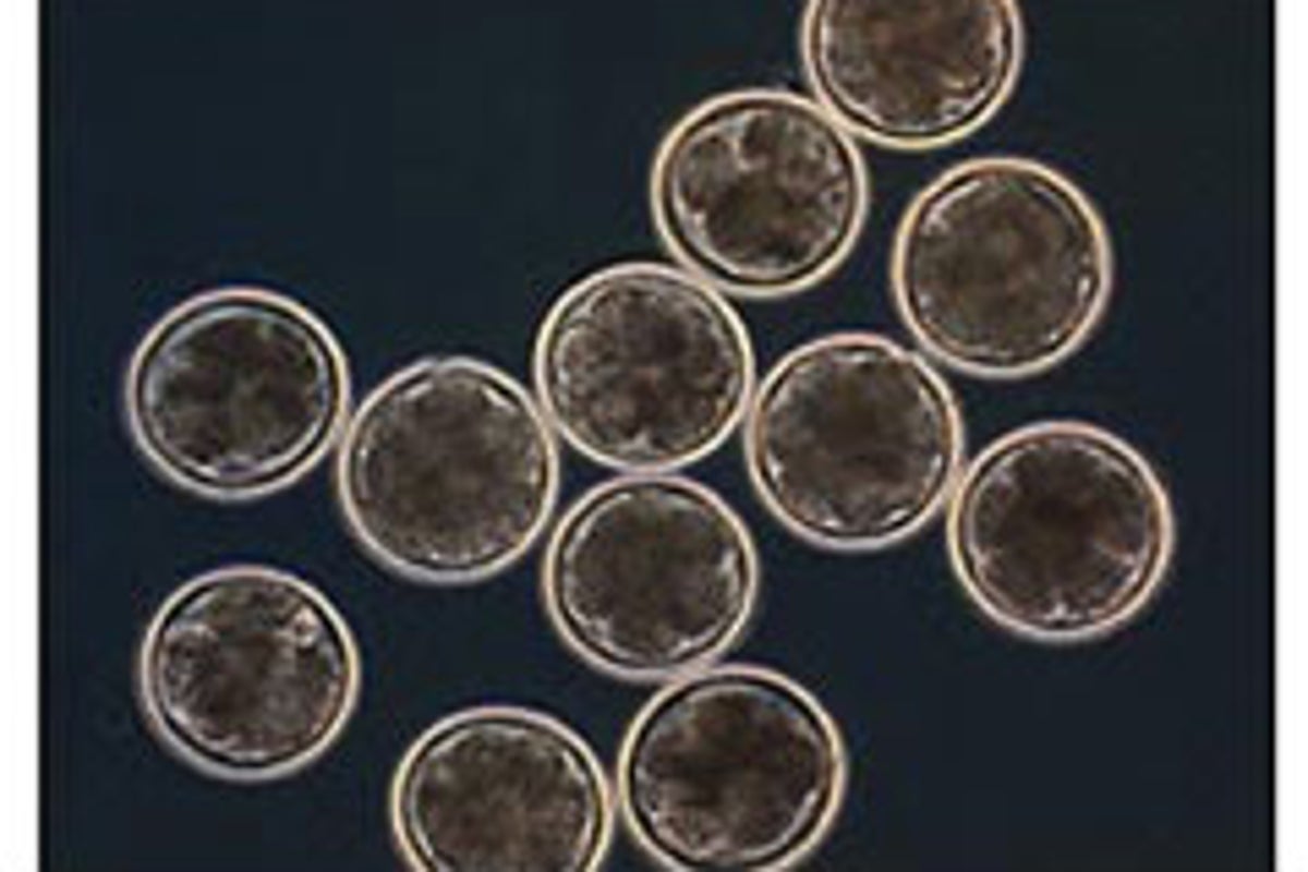 Scientists create Britain's first hybrid embryos | The Independent ...