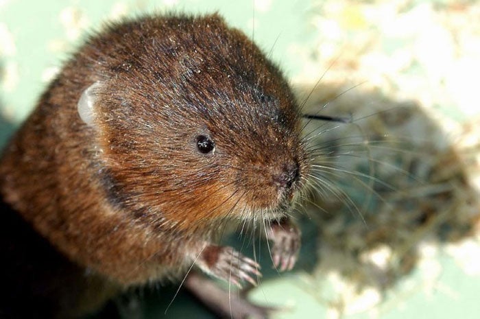 Look out for water voles around dykes, waterways, and river banks.