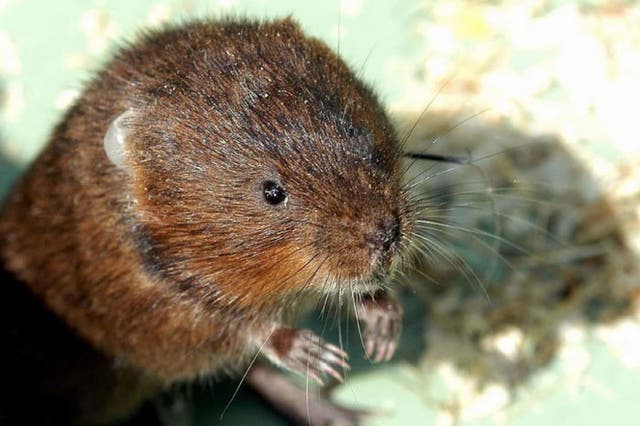 Look out for water voles around dykes, waterways, and river banks.